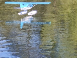 Wasserfliegen in Plau am See (Foto: Teja Albers)